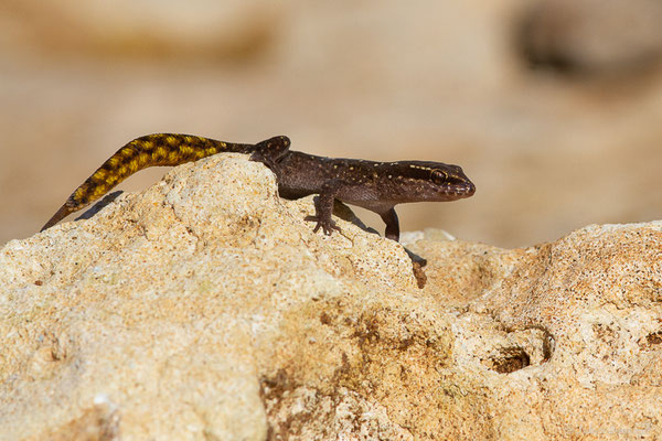 Saurodactyle de Brosset — Saurodactylus brosseti Bons & Pasteur, 1957
