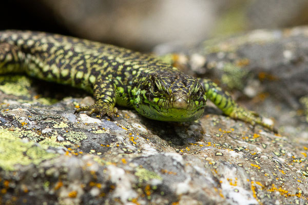 Lézard de Galan — Iberolacerta galani Arribas, Carranza & Odierna, 2006, (Parc naturel du lac de Sanabria (Zamora), Espagne), le 06/07/2022)