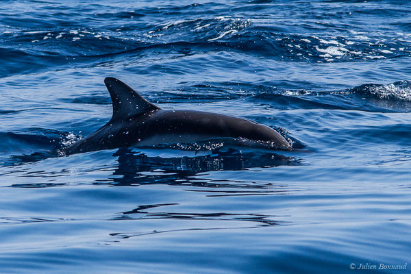 Dauphin commun, Dauphin commun à bec court ou Dauphin commun à bec long – Delphinus delphis Linnaeus, 1758, (Détroit de Gibraltar, Tarifa, Andalousie (Espagne), le 04/08/2020)