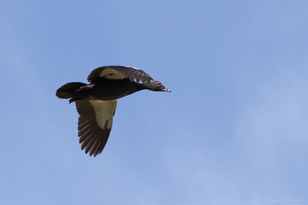 Canard musqué — Cairina moschata (Linnaeus, 1758)