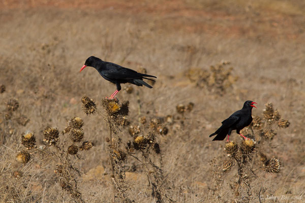 Crave à bec rouge — Pyrrhocorax pyrrhocorax (Linnaeus, 1758), (Sagres (Vila do Bispo), (Algarve), Portugal, le 31/08/2018)