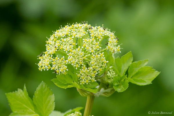 Maceron — Smyrnium olusatrum L., 1753, (Braud-et-Saint-Louis (33), France, le 05/03/2019)