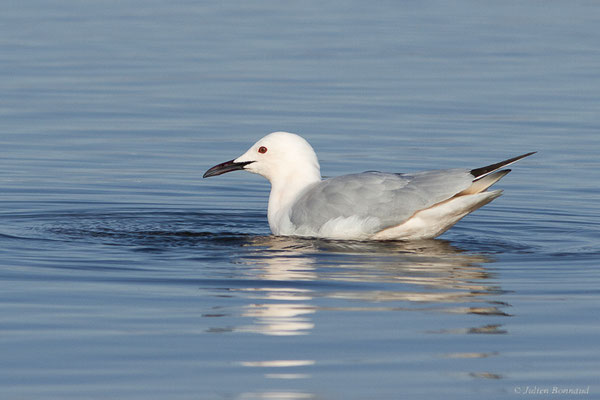 Goéland railleur — Chroicocephalus genei (Breme, 1839), (Parc Naturel du Delta de l'Ebre (Catalogne), Espagne, le 06/02/2022)