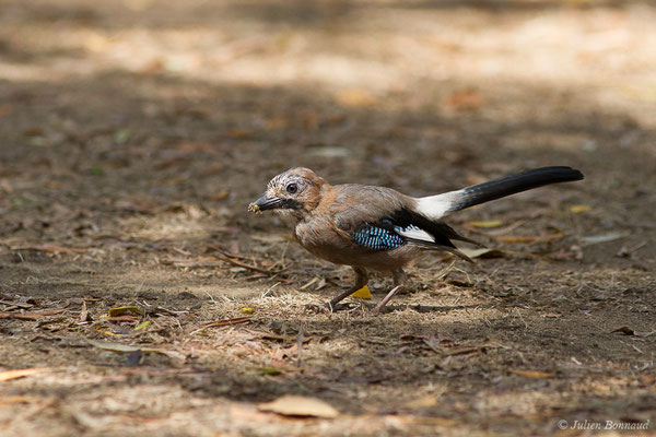 Geai des chênes — Garrulus glandarius (Linnaeus, 1758), (Belvédère-Campomoro (2A), France, le 04/09/2019)