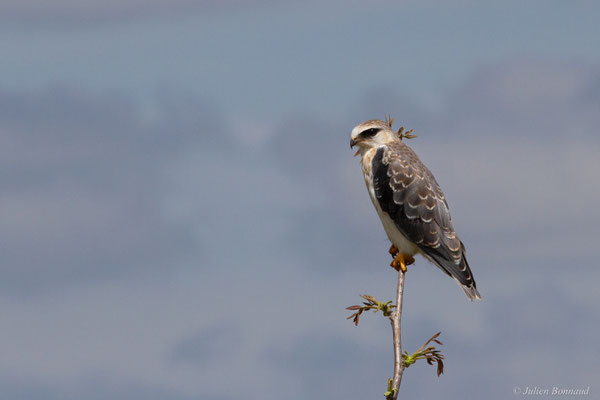 Élanion blanc — Elanus caeruleus (Desfontaines, 1789), (juvénile), (Aignan (32), France), le 27/05/2025)