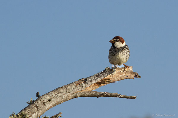 Moineau espagnol — Passer hispaniolensis (Temminck, 1820), (Parc national de Souss-Massa, Sidi Binzarne, Maroc, le 02/02/2023)
