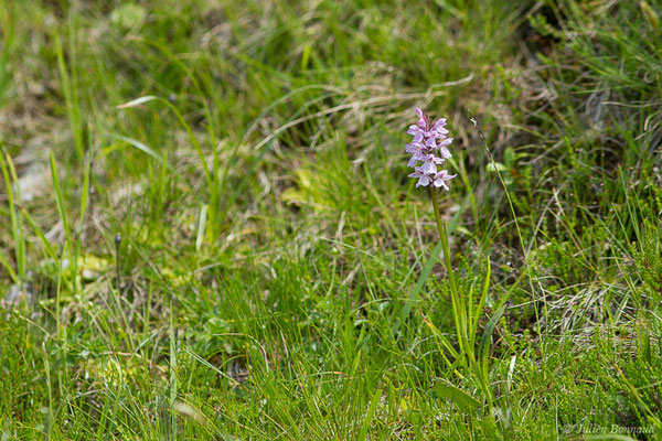 Dactylorhize tacheté — Dactylorhiza maculata (L.) Soó, 1962,