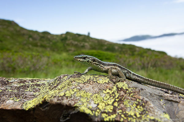 Lézard du Val d'Aran — Iberalacerta aranica (Arribas, 1993), (Lac d'Eychelle, Bethmal (09), le 09/07/2023)