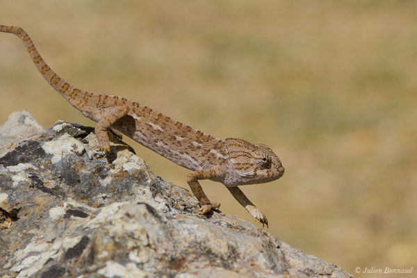 Caméléon commun — Chamaeleo chamaeleon (Linnaeus, 1758)