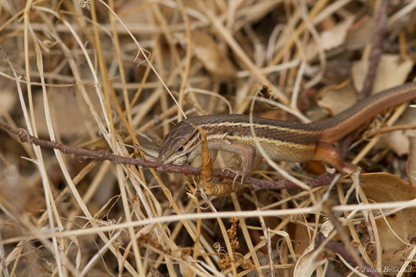 Psammodrome algire — Psammodromus algirus (Linnaeus, 1758), (Nossa Senhora da Tourega (Évora), (Algarve), Portugal, le 05/09/2018)