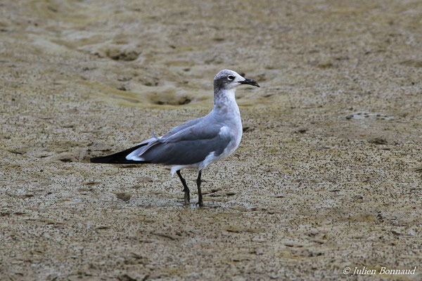 Mouette atricille – Leucophaeus atricilla (Linnaeus, 1758), (Palika circa Degrad des Cannes, Remire-Montjoly,  Guyane, le 31/12/2015)