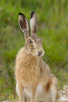 Lièvre d'Europe — Lepus europaeus Pallas, 1778