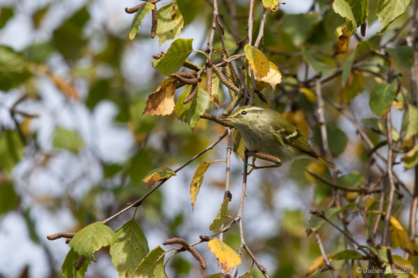 Pouillot à grands sourcils (Phylloscopus inornatus) (Hélioparc, Pau (64), France, le 18/12/2018)