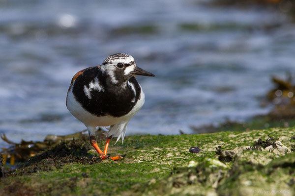 Tournepierre à collier — Arenaria interpres (Linnaeus, 1758), (Anglet (64), France, le 10/08/2024)