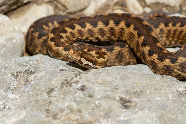 Vipère aspic de Zinniker – Vipera aspis zinnikeri (Kramer, 1958), (Urdos (64), France, le 07/05/2022)
