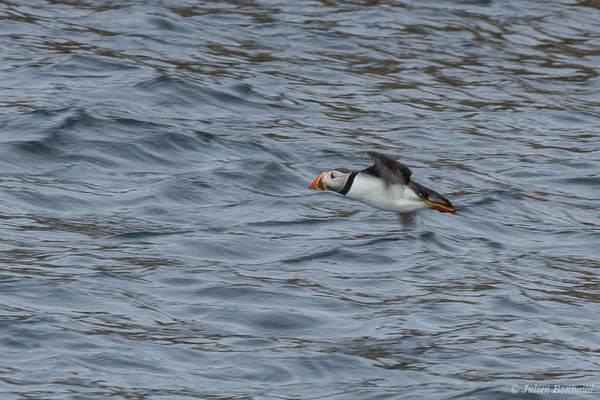 Macareux moine – Fratercula arctica (Linnaeus, 1758), (Réserve naturelle nationale des Sept-Îles, Perros-Guirec (22), France, le 05/07/2021)