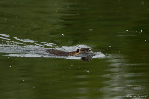 Ragondin — Myocastor coypus (Molina, 1782), (Montardon (64), France, le 18/04/2019)