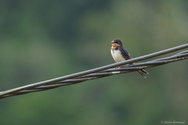 Hirondelle rustique — Hirundo rustica Linnaeus, 1758