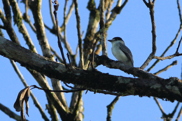 Bécarde cendrée — Pachyramphus rufus (Boddaert, 1783)