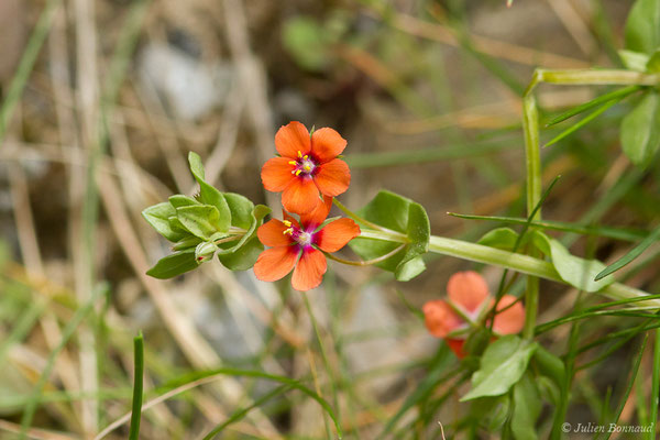 Mouron rouge — Lysimachia arvensis (L.) U.Manns & Anderb., 2009, (Etsaut (64), France, le 19/04/2021)