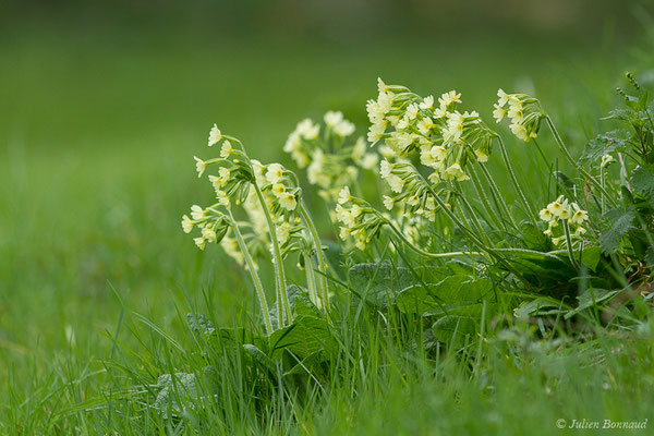 Primevère élevée, Coucou des bois – Primula elatior (L.) Hill, 1765, (Accous (64), France, le 30/03/2019)