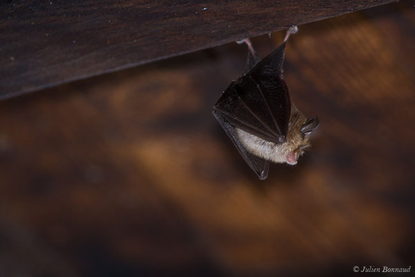 Petit rhinolophe – Rhinolophus hipposideros (Borkhausen, 1797), (Parbayse (64), France, le 22/08/2019)
