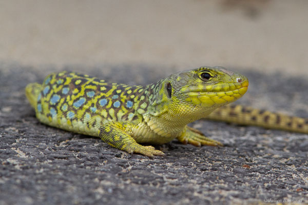 Lézard ocellé — Timon lepidus (Daudin, 1802), (femelle adulte), (Tarnos (64), France), le 05/06/2025)