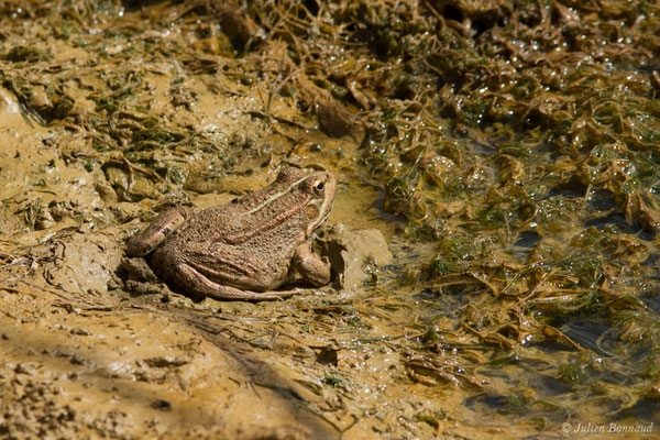 Grenouille de Pérez — Pelophylax perezi (Seoane, 1885), (Sagres (Vila do Bispo), (Algarve), Portugal, le 03/09/2018)