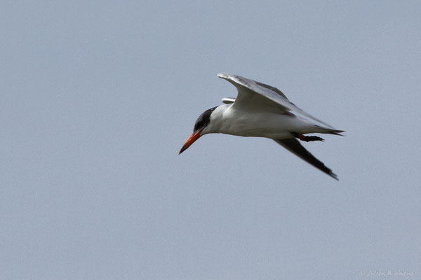 Sterne caspienne — Hydroprogne caspia (Pallas, 1770), (Parc Naturel du Delta de l'Ebre (Catalogne), Espagne, le 05/02/2022)