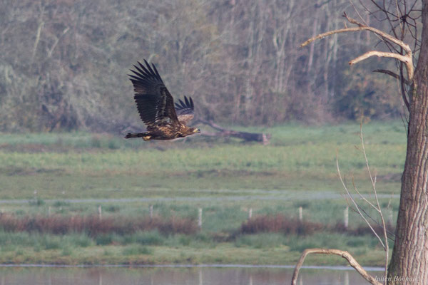 Haliaeetus albicilla (Linnaeus, 1758), (Réserve de chasse et de faune sauvage de Lesgau, Saint-Martin-de-Seignanx (40), France, le 22/11/2025)