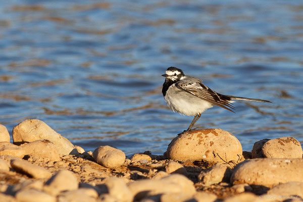Bergeronnette grise — Motacilla alba Linnaeus, 1758, (Tafedna, (Marrakech-Tensift-Al Haouz), Maroc, le 25/01/2023)