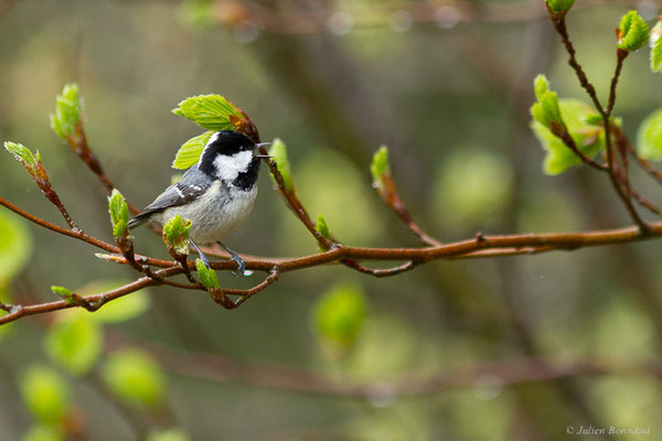 Mésange noire — Periparus ater (Linnaeus, 1758), (Etsaut (64), France, le 20/04/2022)