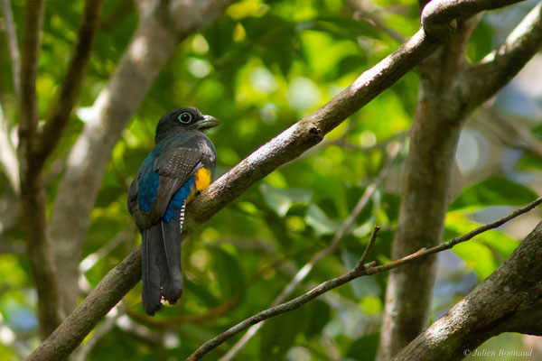 Trogon à queue blanche — Trogon viridis Linnaeus, 1766, (Iracoubo, Guyane, le 12/07/2016)