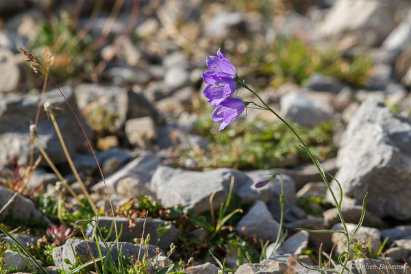 Campanule de Scheuchzer — Campanula scheuchzeri Vill., 1779, (Station de ski de Gourette, Eaux Bonnes (64), France, le 29/07/2020)