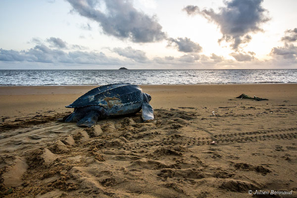 Tortue luth — Dermochelys coriacea (Vandelli, 1761)