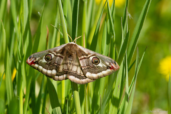 Petit Paon de Nuit — Saturnia pavonia (Linnaeus, 1758)