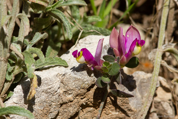 Faux Buis — Polygaloides chamaebuxus (L.) O.Schwarz, 1949, (Chefchaouen (Tanger-Tétouan-Al Hoceïma), Maroc, le 24/02/2023)