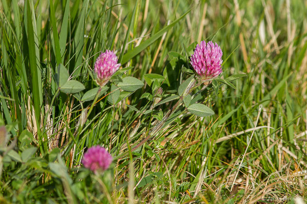 Trèfle des prés, Trèfle violet — Trifolium pratense L., 1753
