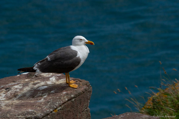 Goéland brun — Larus fuscus Linnaeus, 1758, (Cap Fréhel, Plévenon (22), France, le 06/07/2021)