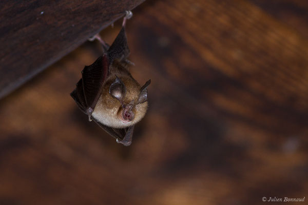 Petit rhinolophe — Rhinolophus hipposideros (Borkhausen, 1797)