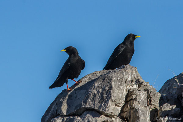 Chocard à bec jaune — Pyrrhocorax graculus (Linnaeus, 1758), (La Pierre Saint Martin, Arette (64), France, le 07/12/2019)