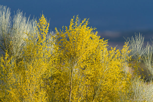 Genista sphaerocarpa (L.) Lam., 1788