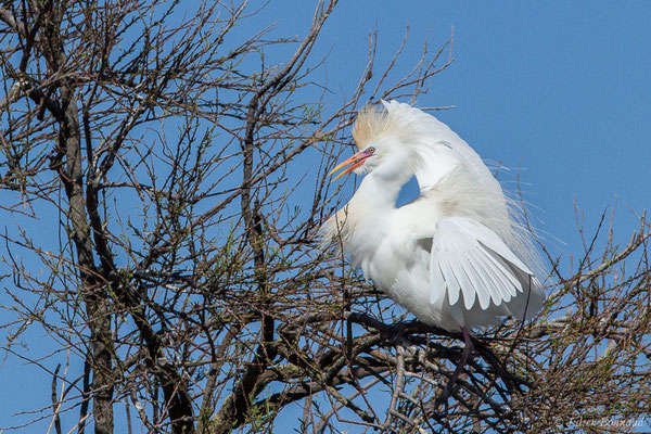 Héron garde-bœufs — Bubulcus ibis (Linnaeus, 1758), (Parc ornithologique de Pont de Gau (13), France, le 20/02/2020)