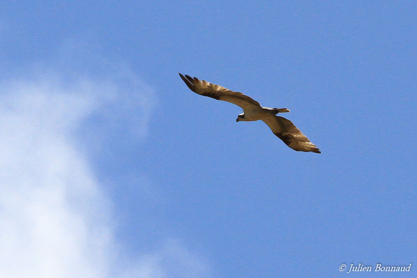 Balbuzard pêcheur – Pandion haliaetus (Linnaeus, 1758), (Pointe Buzaré, Guyane, le 12/12/2015)