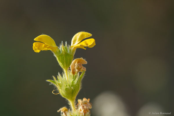 Lychnite – Phlomis lychnitis L., 1753, (Bardenas Real, Arguedas (Aragon), Espagne, le 08/06/2022)