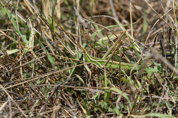 Truxale méditerranéenne — Acrida ungarica (Herbst, 1786), (Sollacaro (2A), France, le 02/09/2019)