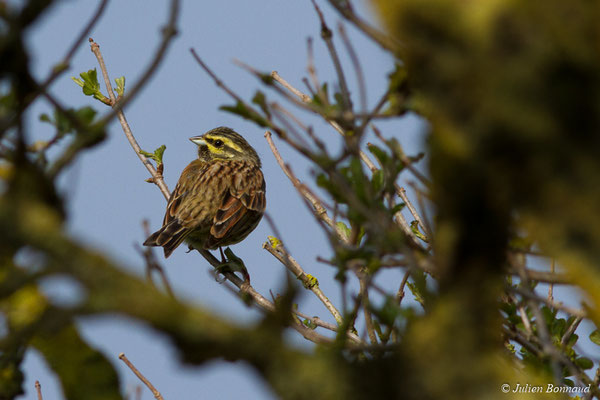 Bruant zizi — Emberiza cirlus Linnaeus, 1766, (mâle en pluamge nuptial) (Baie de Saint-Brieuc, Hillion (22), France, le 22/02/2018)