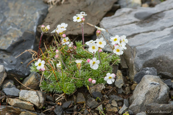 Androsace velue – Androsace villosa L., 1753, (Station de ski de Gourette, Eaux Bonnes (65), France, le 15/06/2020)