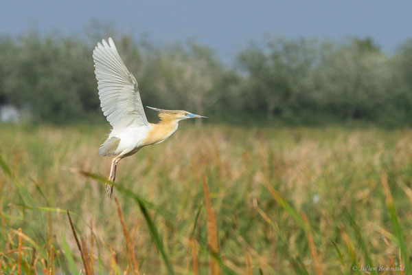 Crabier chevelu — Ardeola ralloides (Scopoli, 1769), (Parc Naturel du Delta de l'Ebre (Catalogne), Espagne, le 06/06/2022)