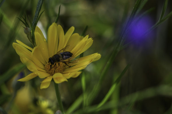Foto: Gesche Andresen